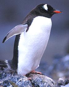 pinguino.jpg